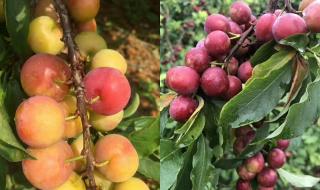 樱桃季节土耳其剧在线观看