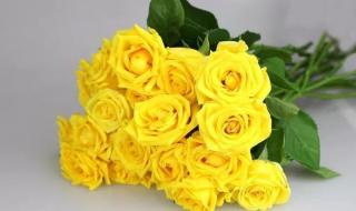 金香玉茶叶是什么品种的茶