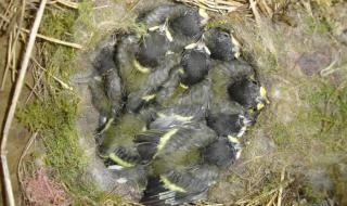 早起的鸟儿有虫吃