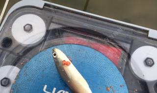 早知道伤心总是难免的