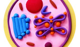 细胞模型制作超轻粘土