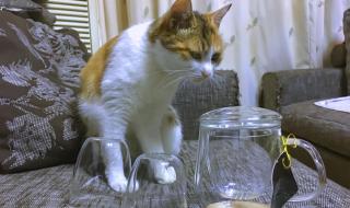 早知道伤心总是难免的